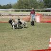 Sheep Dog Demonstrations